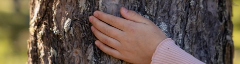 Close-up of a child's hand touching a pine trunk.