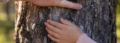 Close-up of a kid's hand touching a pine trunk.