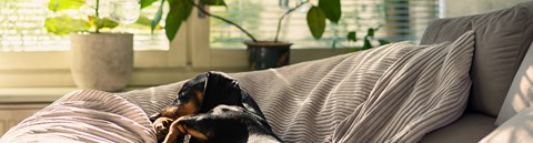 A small black dachshund sleeping on a beige sofa cushion. The sun shines through the window into the house.