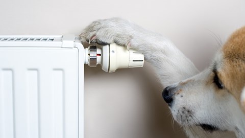 Dog and a radiator.