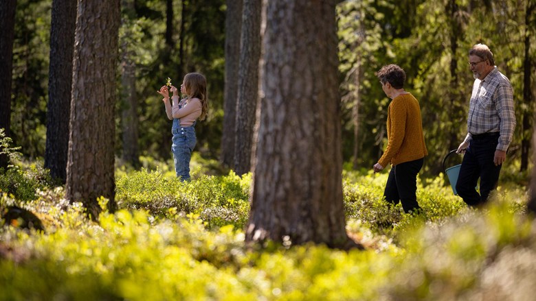Hiilineutraali kaukolämpö Oulun Energia. Isovanhemmat ja heidän lapsenlapsensa metsässä aurinkoisena päivänä.