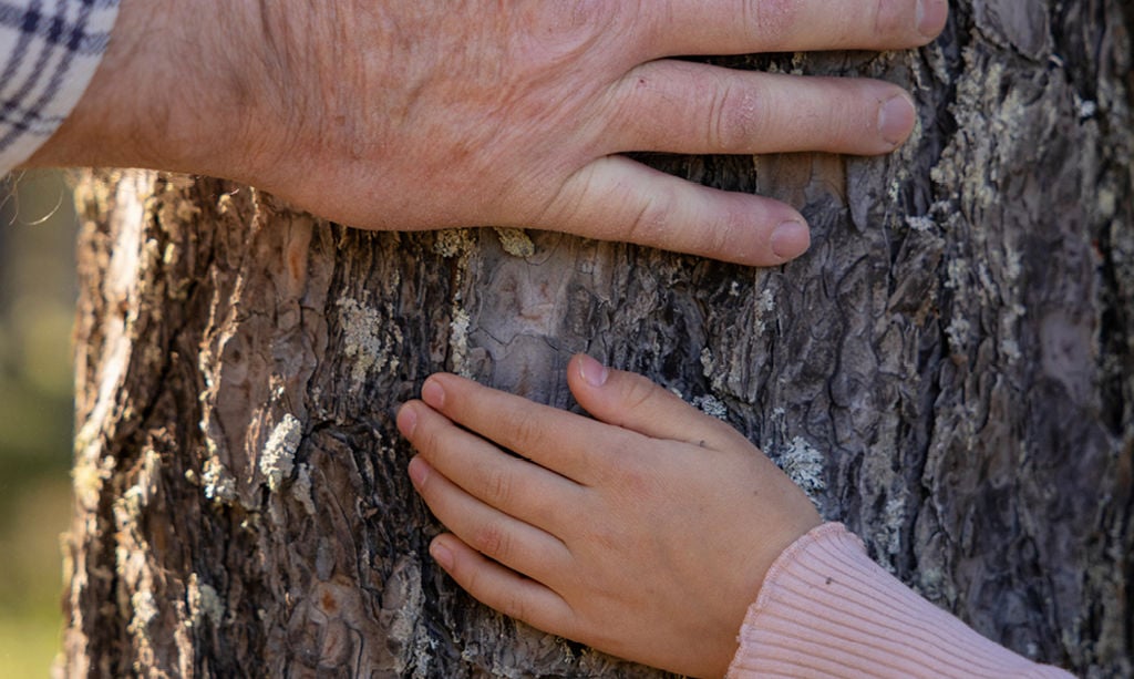 Lähikuva käsistä, jotka koskettavat männyn runkoa.