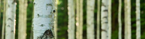 Closer one birch trunk pictured in the middle of a birch grove.