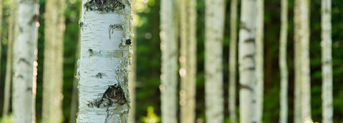 Closer one birch trunk pictured in the middle of a birch grove on a summer day.