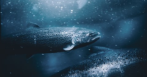 Two big fish swim in the blue water.