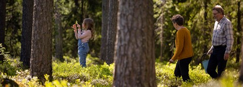 Young girl is in the forest with her grandparents on a sunny day.