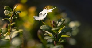 Small white flower in the center of green twigs.