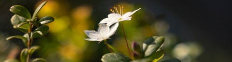 Small white flower, with a dash of yellow in the center of green twigs.