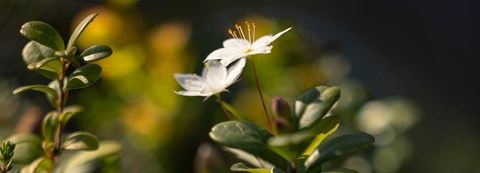 Two small white flowers in the center of green twigs..