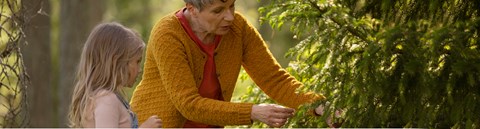 A grandmother and a child explore the spruce in a summer forest.