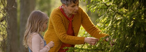 A grandmother and a grandchild explore the spruce in a summer forest.