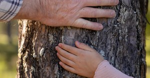 Close-up of the hands of two people touching a pine trunk.