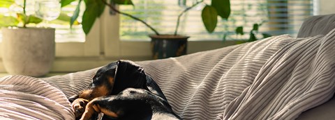 A small black dachshund sleeps on a beige sofa cushion, and a few rays of sunlight hit the dog from the window.