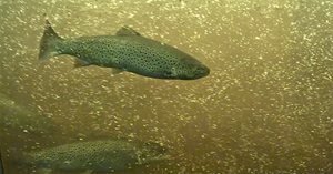 Vedenalainen kuva Merikosken kalatiestä, jossa näkyy kaksi lohikalaa. 