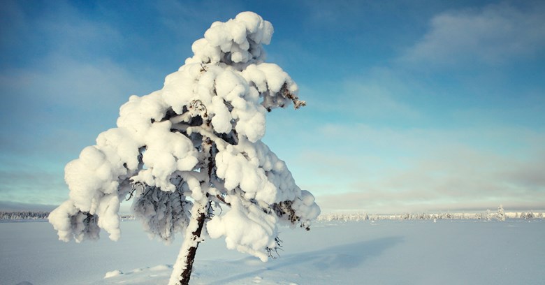 Kuvassa on talvinen näkymä Penikkasuolta, jossa näkyy pieni puu etualalla.