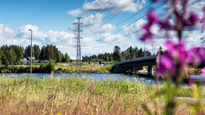 Kesäinen kuva sähköverkosta ja maitohorsmista