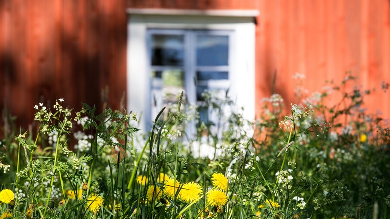 Punainen talo valkoisine ikkunankarmeineen kukkakedon takana