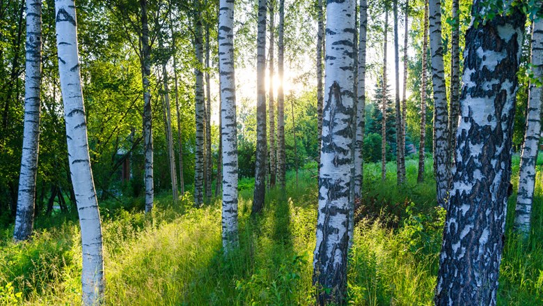 Koivuja pitkässä heinikossa auringonpaisteella