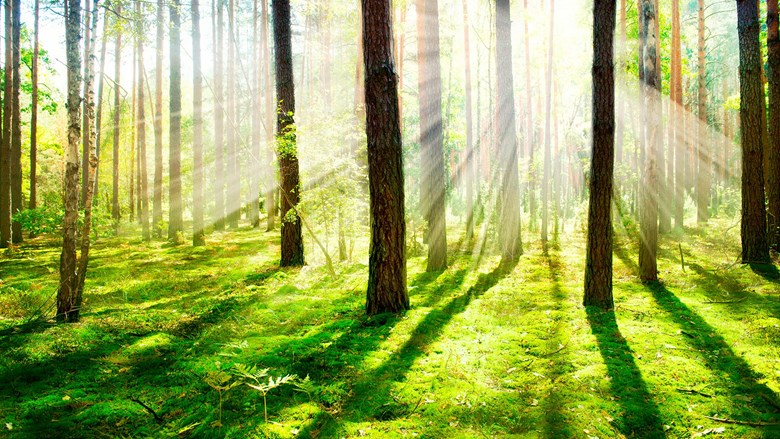 Sammalpeitteinen metsä kirkkaassa auringonpaisteessa.