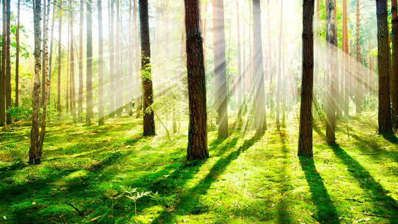 Moss-covered forest in bright sunshine.