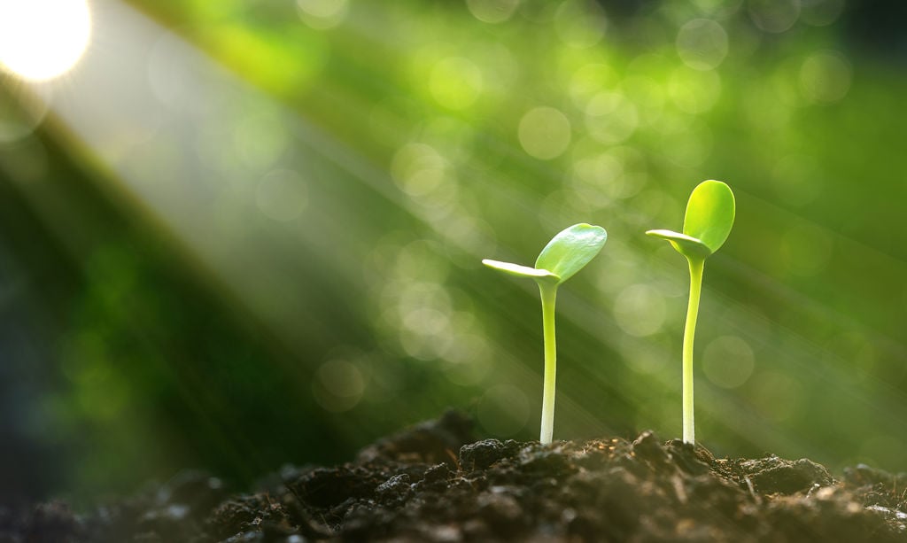 The shoots grow from the soil. Sunlight hits the shoots.
