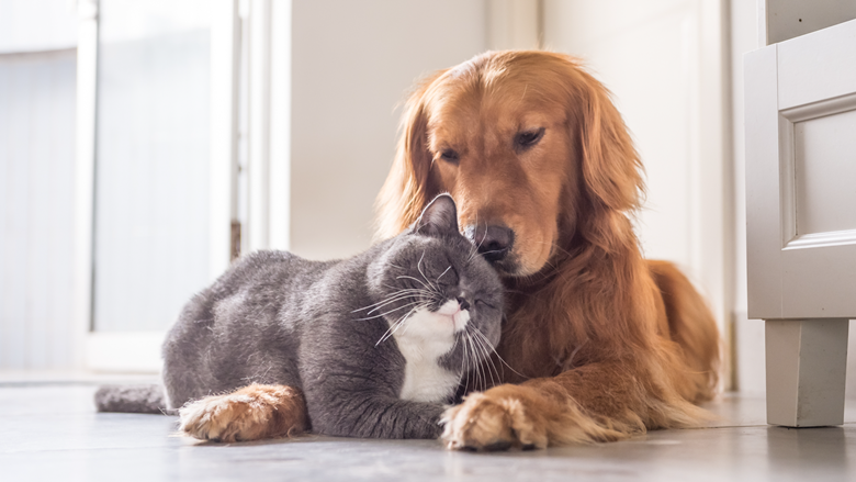 Cat and dog lying on the floor.