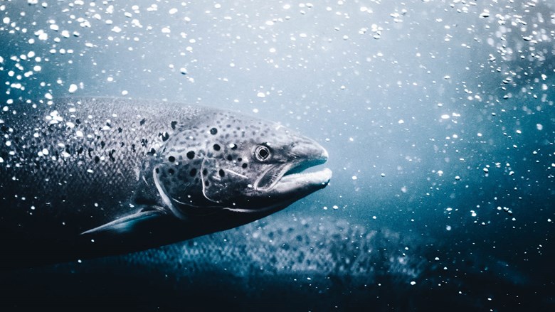 Salmon in a fish passage.