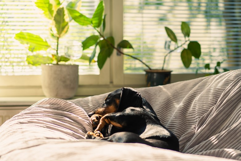 Dog sleeping in a bed.